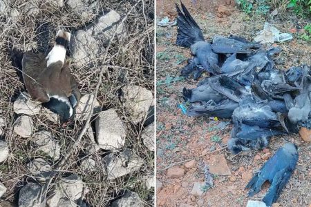 Bird Flu scare in 9 states of India