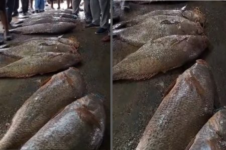 Two giant fish weighing over 1.99 quintal sold for Rs 15 lakh in Odisha’s Jaleswar