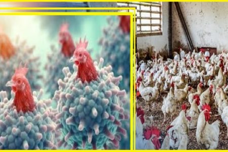 Bird flu scare fuelled in Odisha as thousands of chicken found dead in several farms