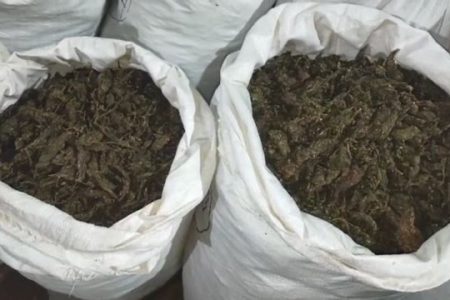 Drug mafia hide Ganja with Neem leaves, 1 tonne Ganja worth Rs 1 crore seized from Koraput