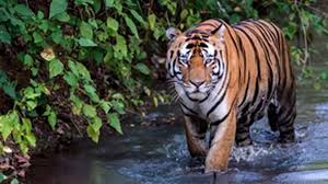 MP Govt Names Wildlife Sanctuary After B.R. Ambedkar