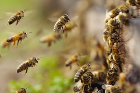 20 Devotees Injured In Bee Attack At Gajapati’s Chandragiri Shiva Temple