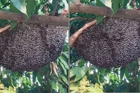 41 students injured in bee attack in Daringbadi
