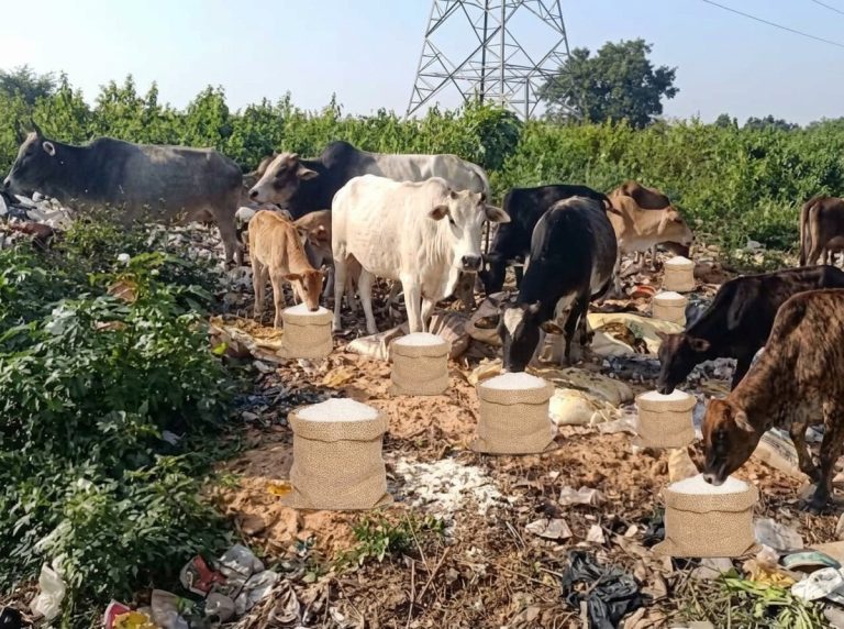dumped waste rice